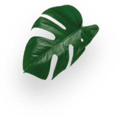 蜜桃風味冰茶膠囊｜雀巢膠囊咖啡 decoration Image